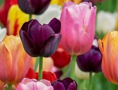 Complete Guide to Flower Bulbs